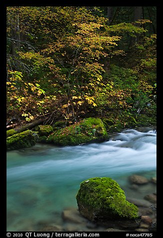 Maple tree and boulder, North Fork of the Cascade River, North Cascades National Park. Washington, USA.