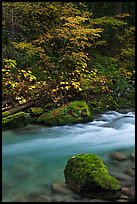 Maple tree and boulder, North Fork of the Cascade River, North Cascades National Park. Washington, USA.