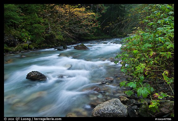 North Fork of the Cascade River in autumn, North Cascades National Park. Washington, USA.