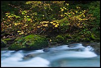 Maple tree in fall foliage next to Cascade River, North Cascades National Park. Washington, USA.