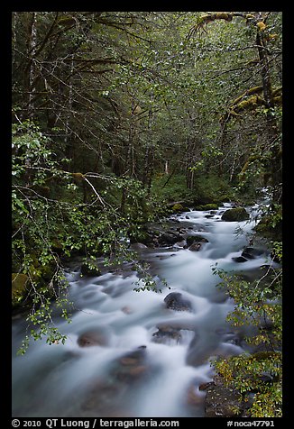North Fork of the Cascade River, North Cascades National Park. Washington, USA.