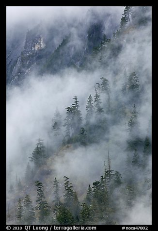 Hillside trees in fog, North Cascades National Park.  (color)