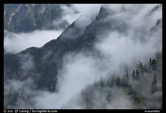 Ridges, trees, and fog, North Cascades National Park.  (color)