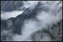 Ridges, trees, and fog, North Cascades National Park.  ( color)