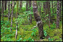 Mossy rainforest floor, North Cascades National Park Service Complex. Washington, USA. (color)