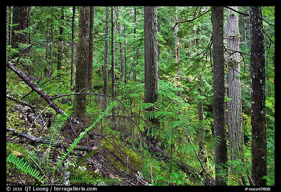 Old-growth forest of hemlock, cedar, and spruce, North Cascades National Park Service Complex.  (color)