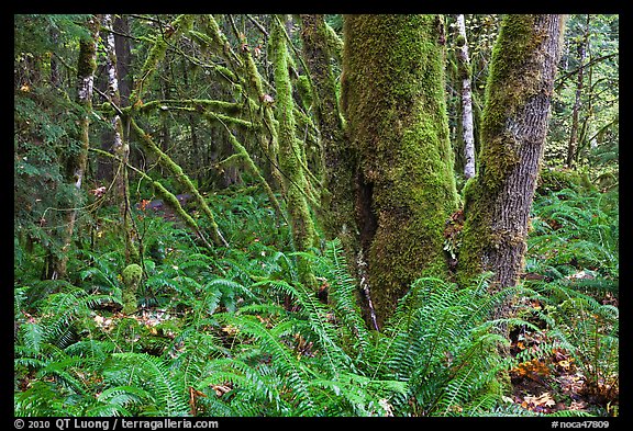 Ferns and moss-covered trunks, North Cascades National Park Service Complex. Washington, USA.