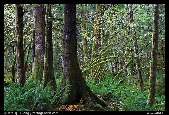 Primeval rainforest, North Cascades National Park Service Complex.  (color)