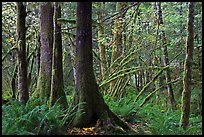Primeval rainforest, North Cascades National Park Service Complex.  ( color)
