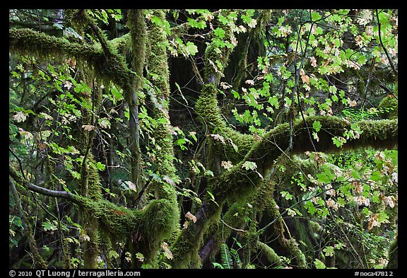 Maple and moss-covered tree trunks, North Cascades National Park Service Complex.  (color)