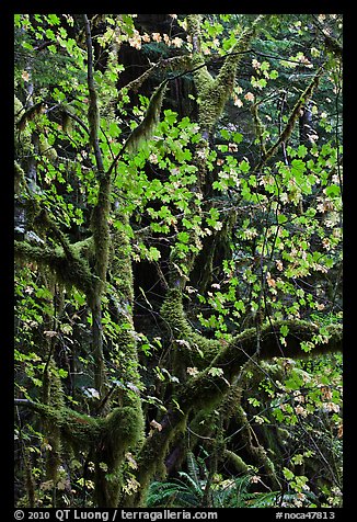 Maple leaves in dark rainforest, North Cascades National Park Service Complex. Washington, USA.