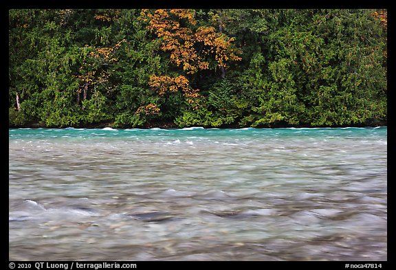 Skagit River during the fall salmon run, North Cascades National Park Service Complex.  (color)