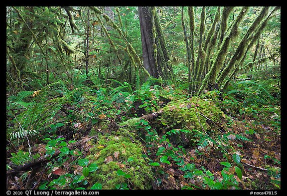 Lush rainforest, North Cascades National Park Service Complex.  (color)