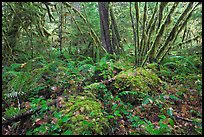 Lush rainforest, North Cascades National Park Service Complex.  ( color)