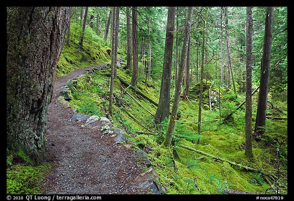 Trail in rainforest, North Cascades National Park Service Complex.  (color)