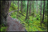 Trail in rainforest, North Cascades National Park Service Complex. Washington, USA.
