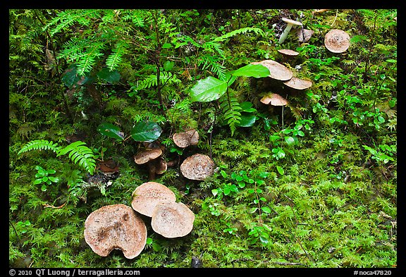 Mushrooms, North Cascades National Park Service Complex.  (color)