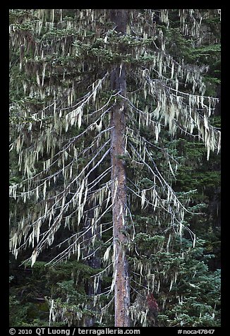 Spruce tree with hanging lichen, North Cascades National Park.  (color)