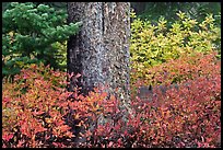 Berry plants in fall color and tree trunk, North Cascades National Park.  ( color)