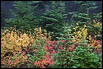 Mosaic of berry plants in autumn color and sapplings, North Cascades National Park. Washington, USA.