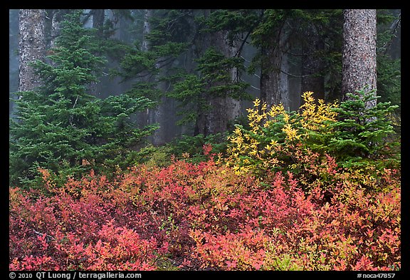 Forest in fog with floor covered by colorful berry plants, North Cascades National Park. Washington, USA.
