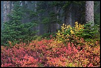 Forest in fog with floor covered by colorful berry plants, North Cascades National Park.  ( color)