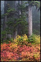 Foggy forest in autumn with bright berry colors, North Cascades National Park. Washington, USA.
