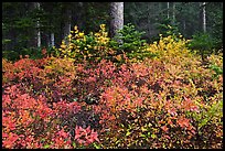 Berry shrubs color forest fall in autumn, North Cascades National Park. Washington, USA.