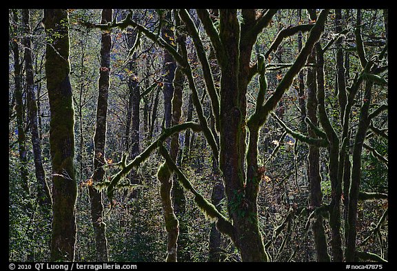 Backlit moss-covered trees, North Cascades National Park Service Complex. Washington, USA.