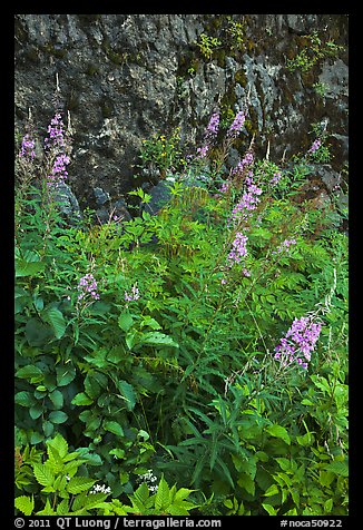 Fireweed and cliff,  North Cascades National Park Service Complex. Washington, USA.