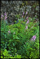 Fireweed and cliff,  North Cascades National Park Service Complex.  ( color)