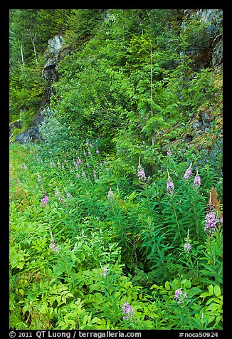 Fireweed and forest in summer, North Cascades National Park Service Complex. Washington, USA.