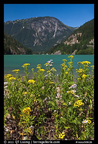 Summer wildflowers and Diablo Lake,  North Cascades National Park Service Complex.  (color)