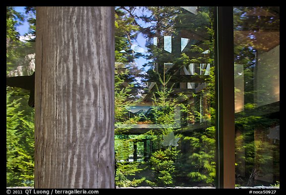 Forest, Visitor Center window reflexion, North Cascades National Park.  (color)