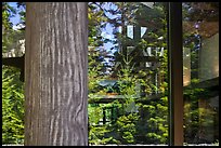 Forest, Visitor Center window reflexion, North Cascades National Park. Washington, USA.