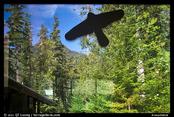 Forest and peak, Visitor Center window reflexion, North Cascades National Park.  (color)