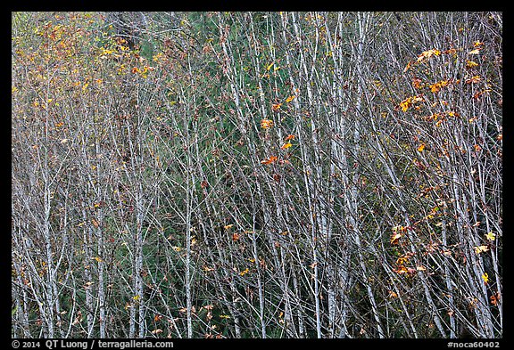 Trees in autumn with a few remaining leaves, North Cascades National Park Service Complex. Washington, USA.
