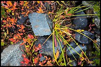 Close-up of blocks of rocks and berry plants, North Cascades National Park Service Complex. Washington, USA.
