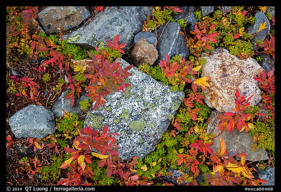 Close-up of rocks with lichen and berry plants in autumn, North Cascades National Park Service Complex. Washington, USA.