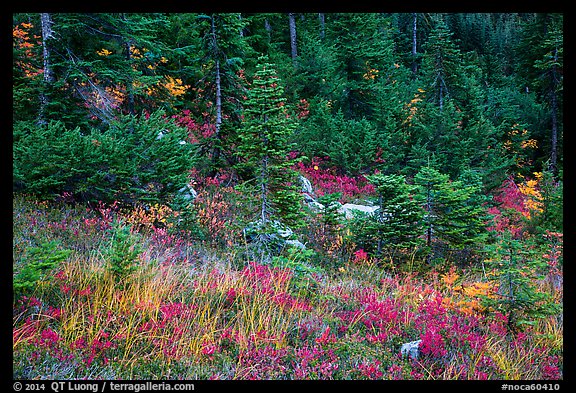 Colorful berry plants and forest in autumn, North Cascades National Park Service Complex. Washington, USA.