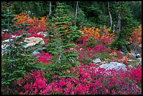 Berry plants, rocks and spruce forest in autumn, North Cascades National Park Service Complex. Washington, USA.