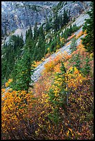 Steep slopes in autumn, North Cascades National Park Service Complex.  ( color)
