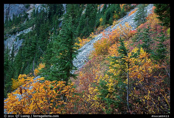 Slopes with shrubs in autumn foliage, scree, and spruce, North Cascades National Park Service Complex. Washington, USA.