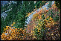 Slopes with shrubs in autumn foliage, scree, and spruce, North Cascades National Park Service Complex. Washington, USA.