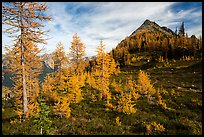 Subalpine larch (Larix lyallii) in autumn foliage at Easy Pass, North Cascades National Park.  ( color)
