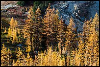 Alpine larch trees (Larix lyallii) with golden needles, Easy Pass, North Cascades National Park.  ( color)