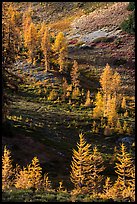 Slope with alpine larch with yellow autumn needles, Easy Pass, North Cascades National Park.  ( color)