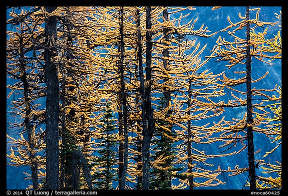 Trunks and golden needles, alpine larch in autum, North Cascades National Park. Washington, USA.