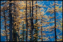 Trunks and golden needles, alpine larch in autum, North Cascades National Park.  ( color)