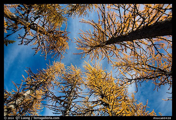 Looking up alpine larch in autumn, North Cascades National Park. Washington, USA.